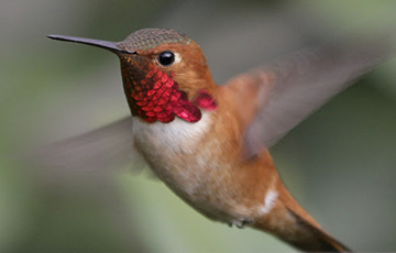Ученые рассказали, до скольки умеют считать колибри