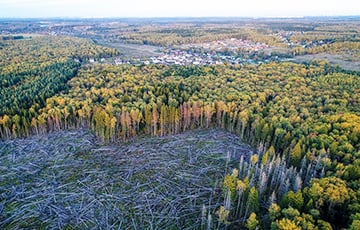 Что такое бревно фото