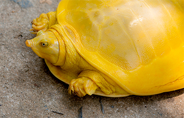 В Индии обнаружили редчайшую желтую черепаху