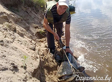 Поймали огромного сома видео