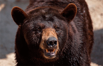 В США медведь, спасаясь от зноя, забрался в детский бассейн и уснул