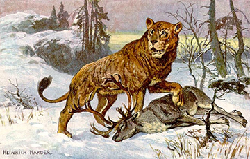 Ученые обнаружили новый вид львов