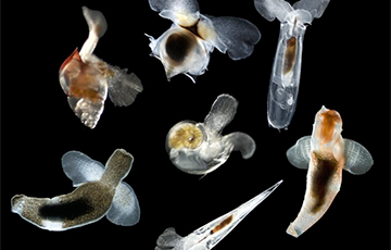 Ученые обнаружили морских существ, которые пережили глобальное потепление в древности