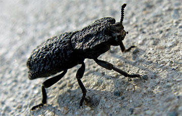 Ученые раскрыли секрет самого прочного жука на Земле