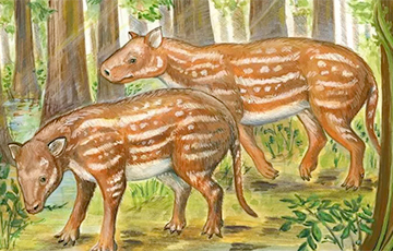 Ученые нашли возможного предка лошадей и носорогов
