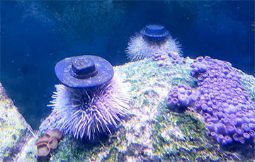 Домашних морских ежей научились успокаивать шляпами