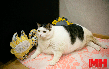 Самый толстый кот Беларуси живет в Минске