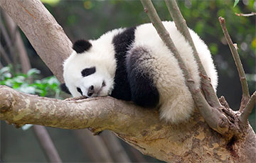 Катающаяся с горки панда стала звездой Сети