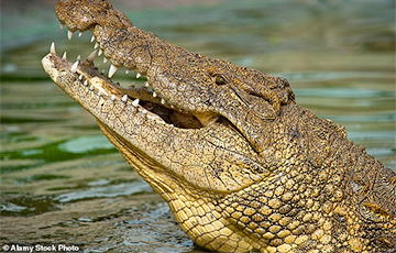 Во Вьетнаме нашли ранее неизвестный вид крокодила