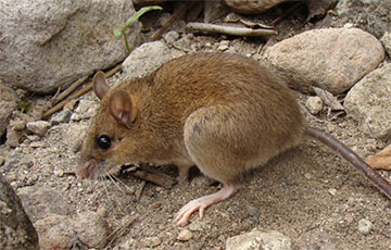 Ученые объявили о повторном открытии «вулканических мышей»