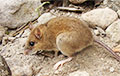Ученые объявили о повторном открытии «вулканических мышей»