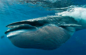 Ученые нашли в Мексиканском заливе новый вид усатых китов
