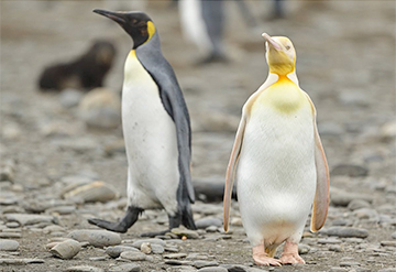 На островах Южной Атлантики нашли первого в мире желтого пингвина