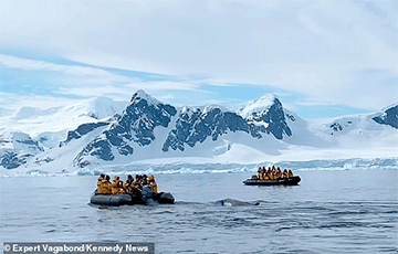 В Антарктиде голодные косатки преследовали пингвина, но он их хитро переиграл