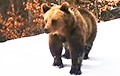 Следы бурого медведя обнаружены на территории Телеханского лесхоза