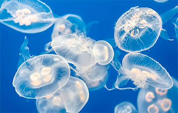 Ученые: Бессмертные медузы раскрыли способ замедлять старение