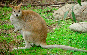 Навукоўцы: У старажытнасці вялікія кенгуру жылі на дрэвах