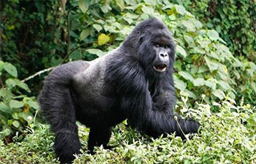 Ученые поняли, зачем гориллы бьют себя в грудь