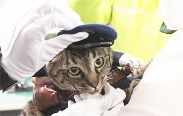 Кот в Японии спас человека и стал главой отдела полиции