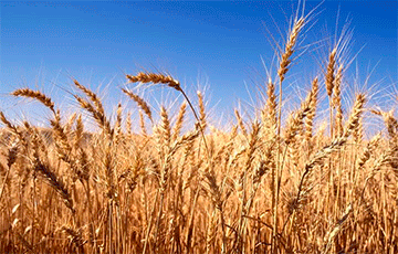 Export of Wheat, Buckwheat, Corn, and Other Cereals Banned from Belarus