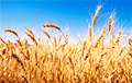 Из Беларуси запретили вывоз пшеницы, гречихи, кукурузы и других злаков