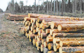 Из-за санкций белорусские лесхозы продают лес Китаю за копейки