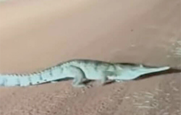 1,5-метровый крокодил стал звездой Сети из-за забавной манеры передвигаться