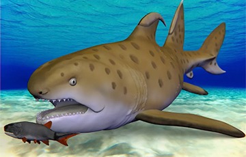 Ученые дали название похожей на дракона акуле возрастом 300 миллионов лет