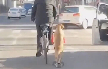 Видеохит: Собака сопровождает хозяина на самокате во время прогулки