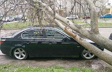 Trees Fall from Strong Wind in Minsk