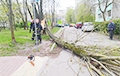 Деревья на авто, отключения электричества, сорванные крыши: что натворила стихия в Беларуси
