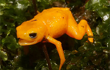 Биологи открыли новый вид миниатюрных светящихся жаб
