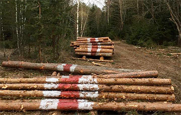 Жители Воложинского района провели акцию против массовой вырубки леса