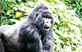 Найдено древнейшее изображение гориллы за пределами Африки