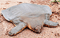 Лондонские биологи спасли от исчезновения редчайший вид черепах