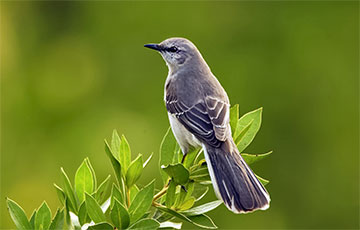 Ученые расшифровали песню пересмешника