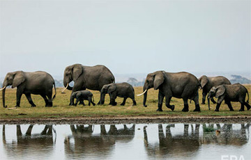 Ученые рассказали необычный факт о «слоновьих семьях»