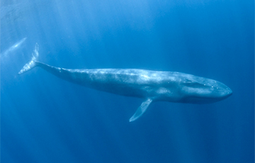 Ученые нашли в Индийском океане новую популяцию синих китов