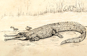 Ученые рассказали о самом большом крокодиле в мире
