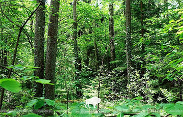 В Беловежской пуще заметили редкие «вечнозеленые лианы»