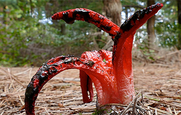 В Беларуси впервые нашли очень редкий гриб