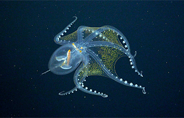 В Тихом океане сфотографировали «стеклянного» осьминога
