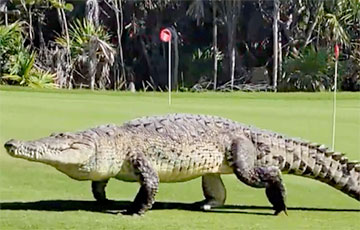 Пятиметровый крокодил пришел сыграть в гольф и стал звездой Сети