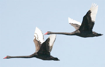 Lukashenka's Nightmare: More "Black Swans" Flew In