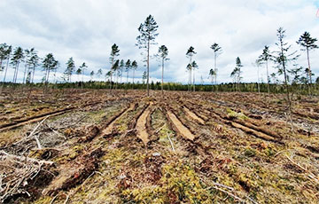 Shocking Scale Of Deforestation In Belarus Showed In One Video