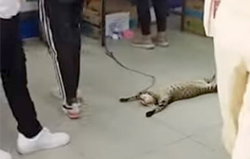 Видеохит: Ленивый кот повеселил покупателей, пришедших в зоомагазин