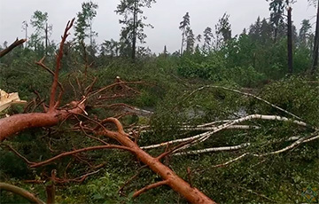 Па Расонскім і Полацкім раёнах прайшоў ураган