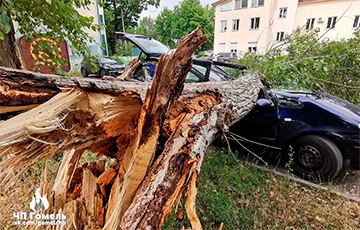 Ураган в Гомеле повалил деревья и оборвал ЛЭП
