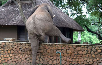 Видеохит: Чтобы добыть манго, слон занялся альпинизмом