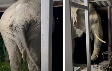 Видеохит: Слон явился на крыльцо и полакомился кошачьим кормом